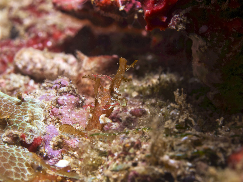 Pipefish, Dugon Wall